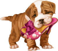 a cute pupy with a shoe